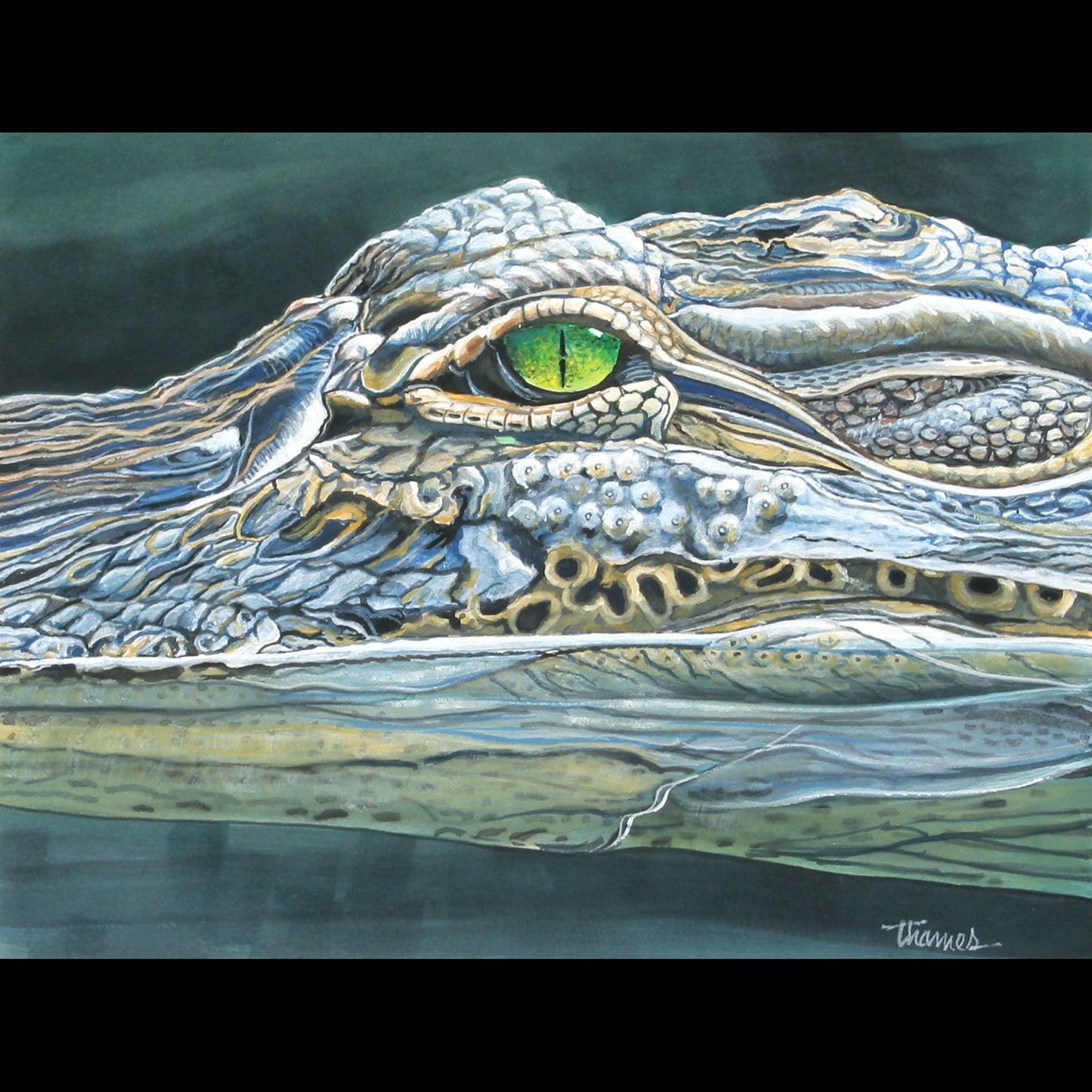 Alligator