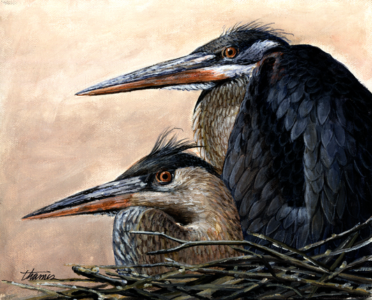 Young Blue Herons