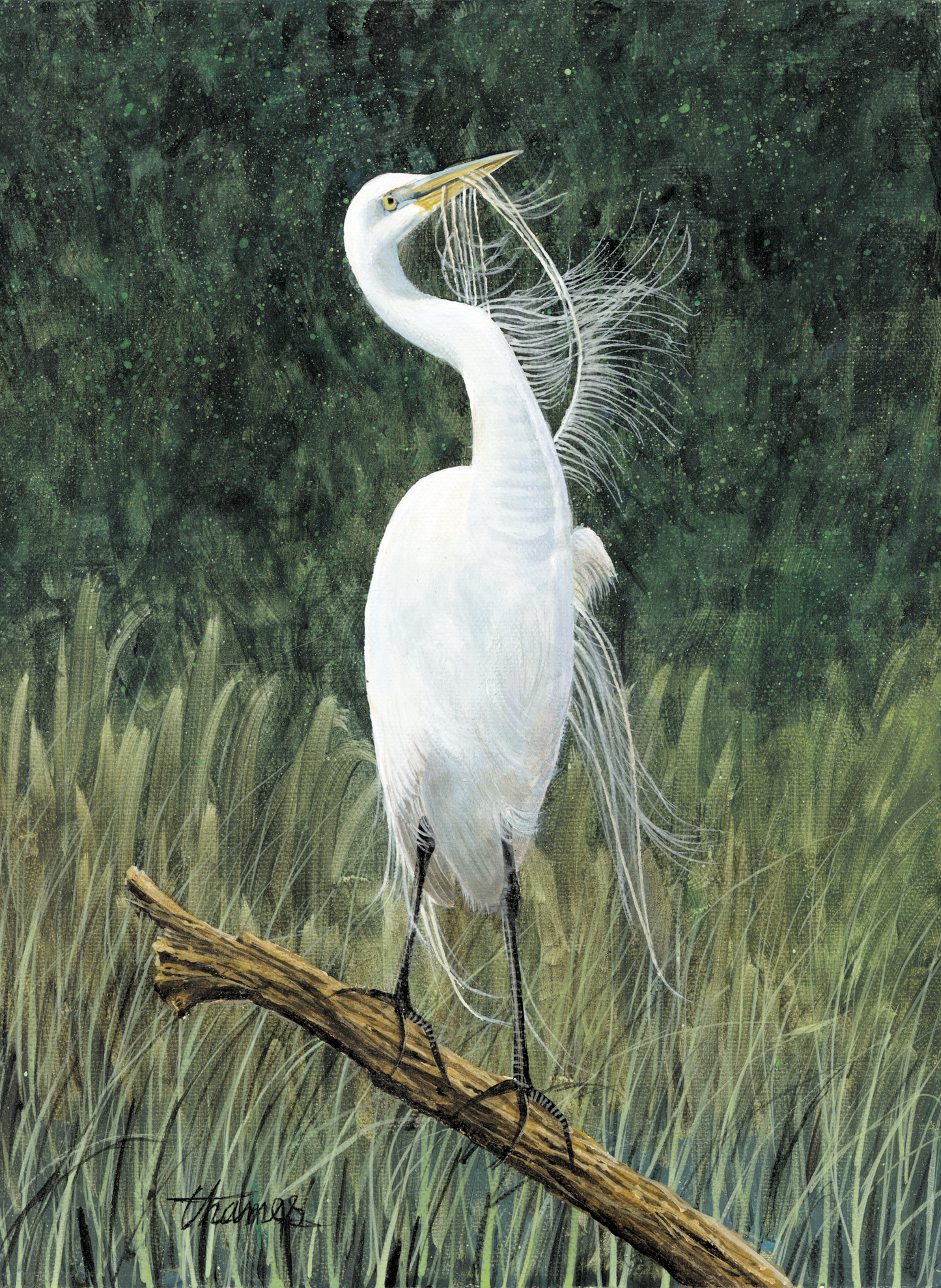 Preening Egret