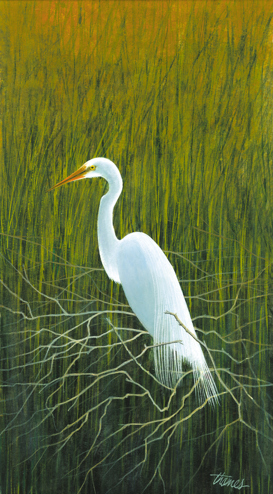 Egret in the Grass