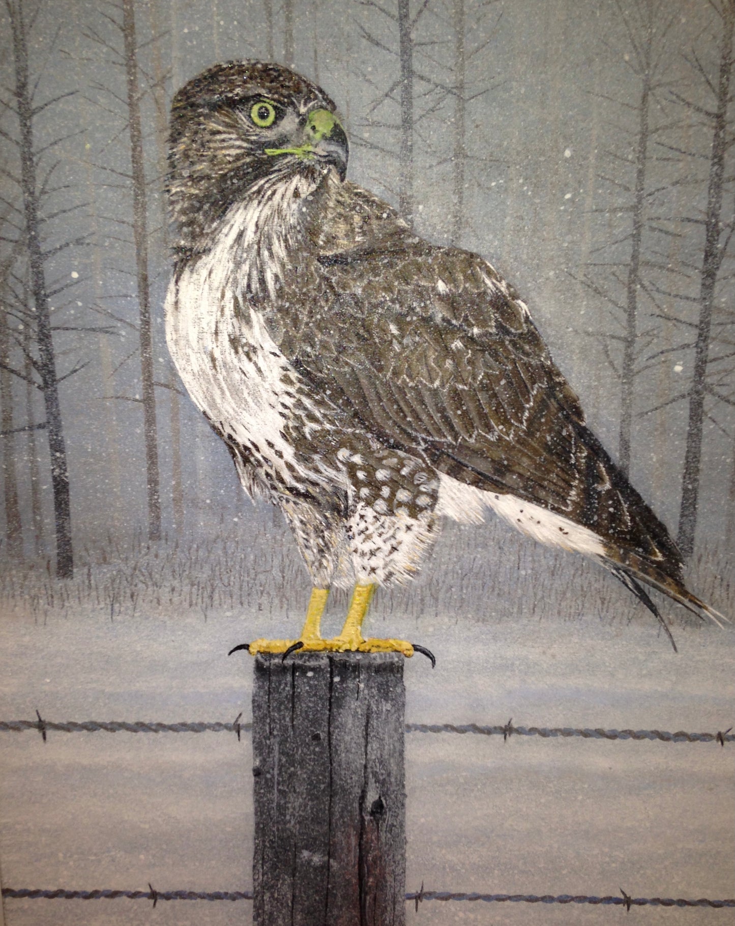 Red Tail Hawk (Giclee on Canvas)