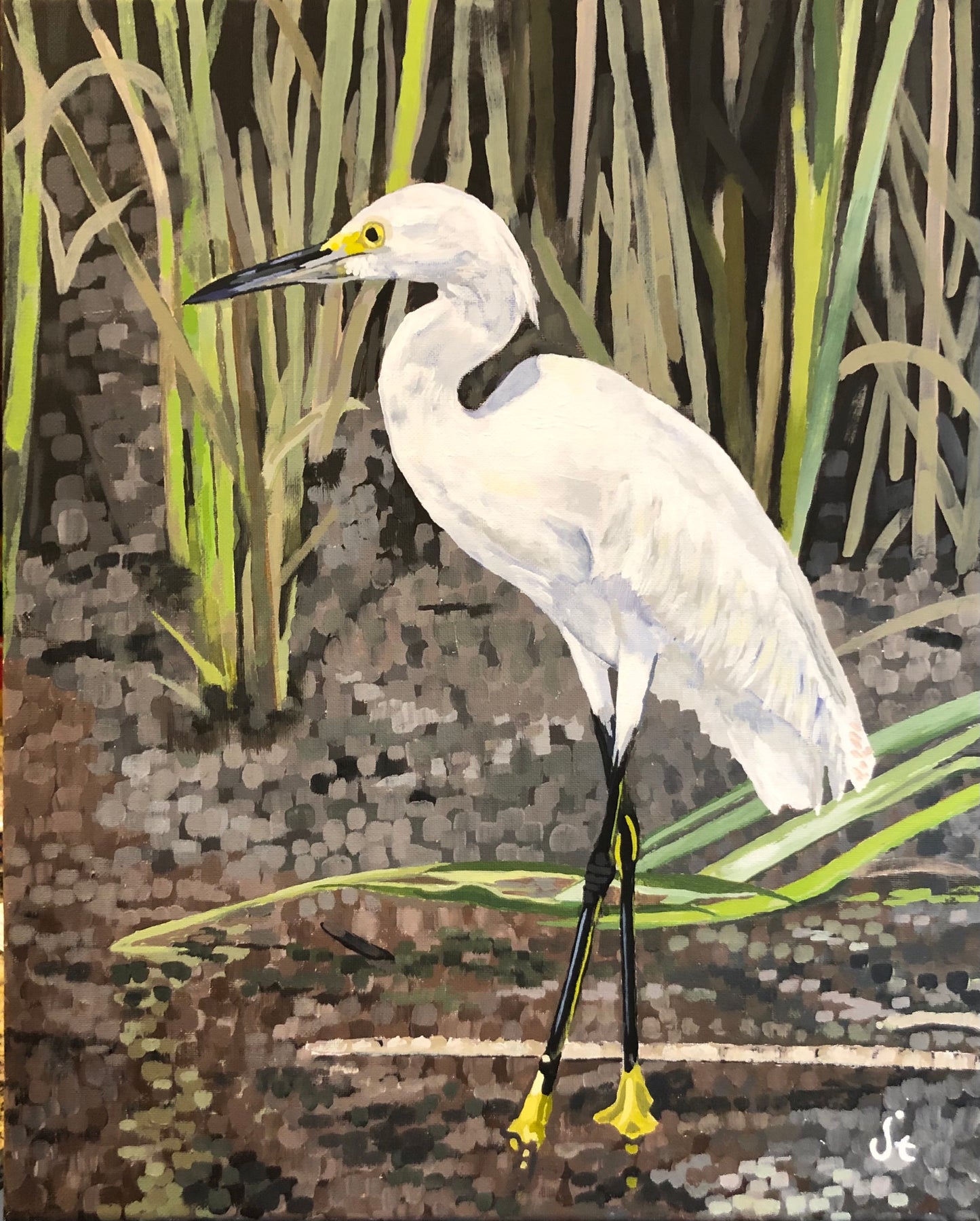 Snowy Egret 1