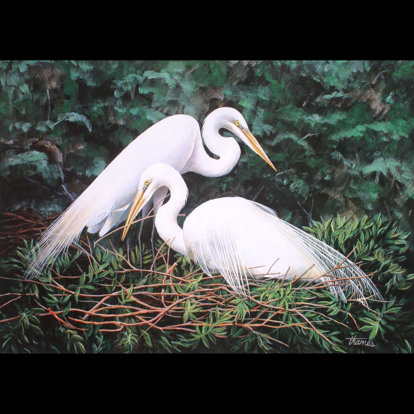 Great White Egrets