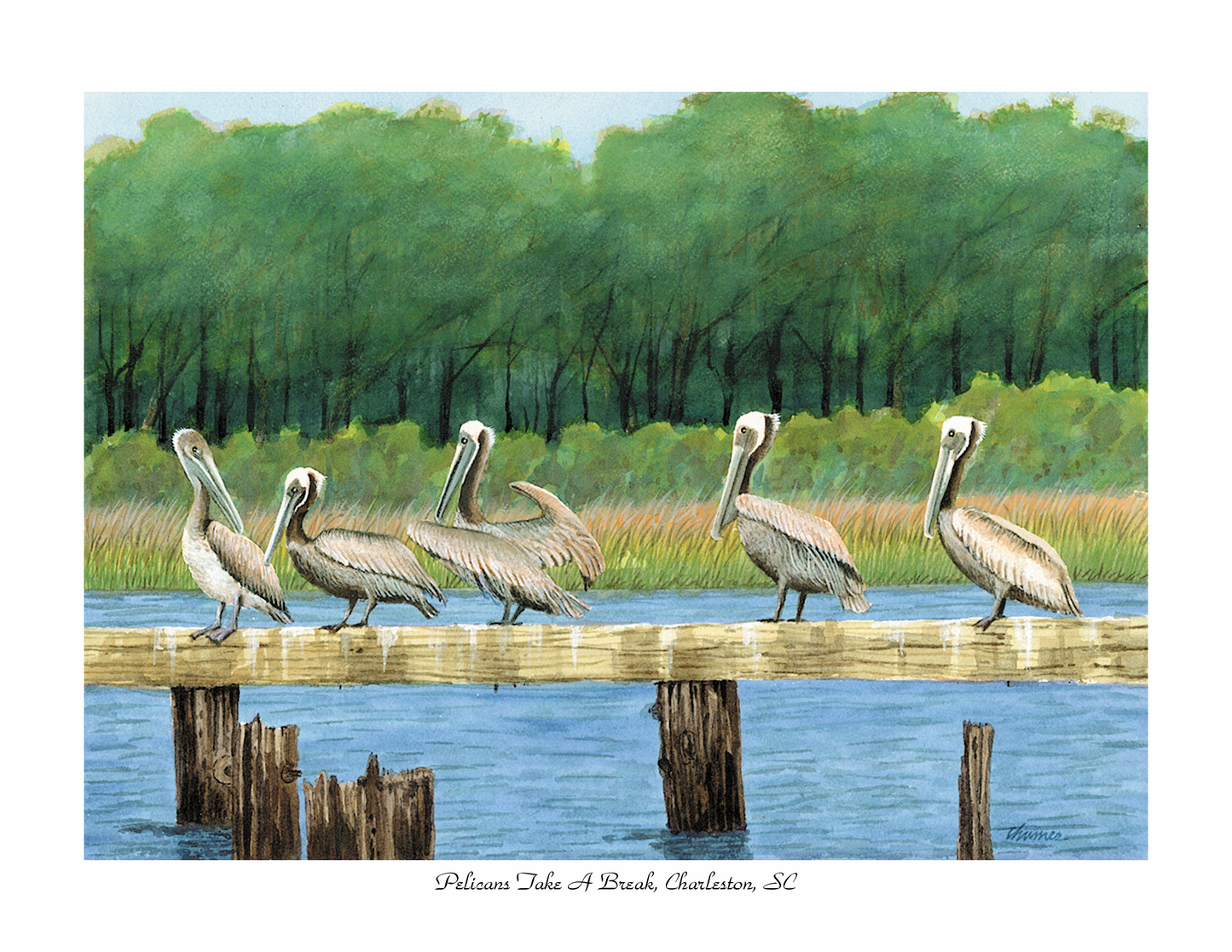Pelicans Take A Break