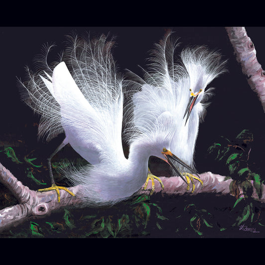 Snowy Egrets (Giclee On Canvas)