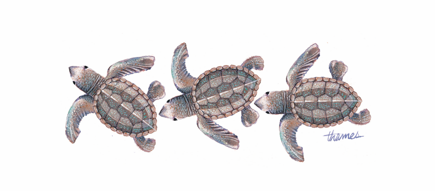 Turtles