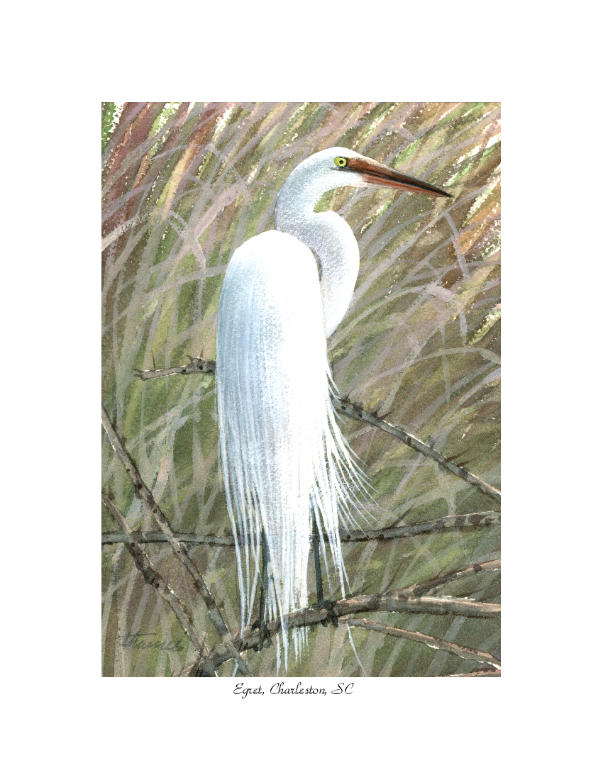 Egret on a Branch