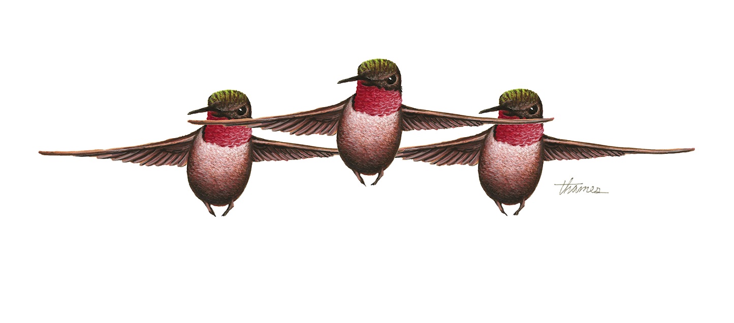 Hummingbirds