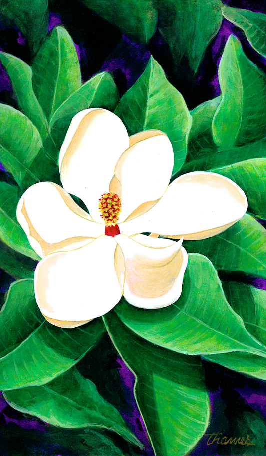 Magnolia Flower