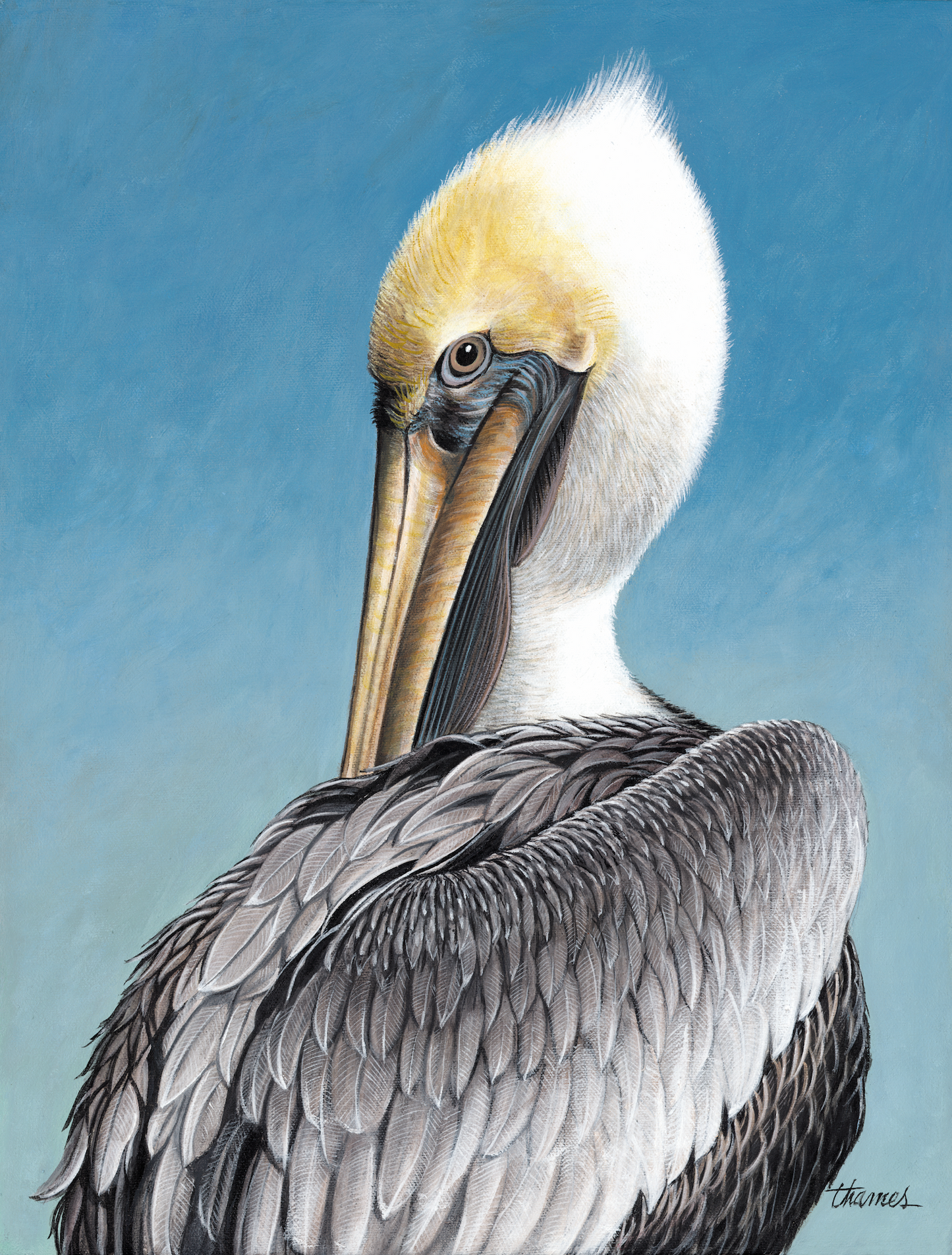 Pelican