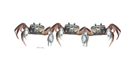 Sand Crabs