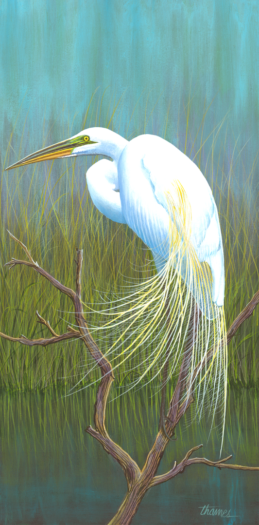 Majestic White Egret